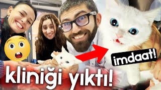 KEDİNİN İÇİNDEN NE ÇIKTI!  Şanslı  Cedric  Bambi  Mars  Ares  Sera  Mimi  Nohut  Pekmez