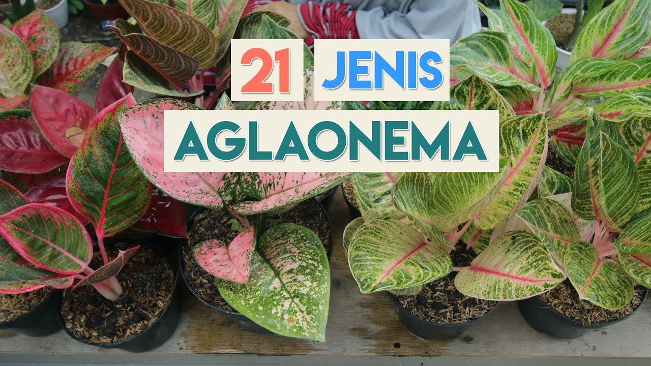 JENIS JENIS TANAMAN  HIAS  AGLAONEMA  AGLONEMA  YouTube