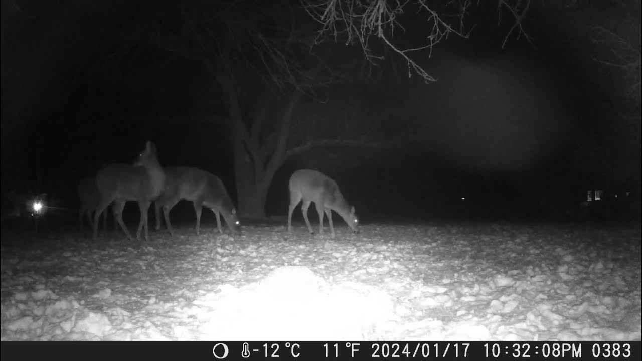 Deer slipping in from the night. Looks like four deer. Momma with her