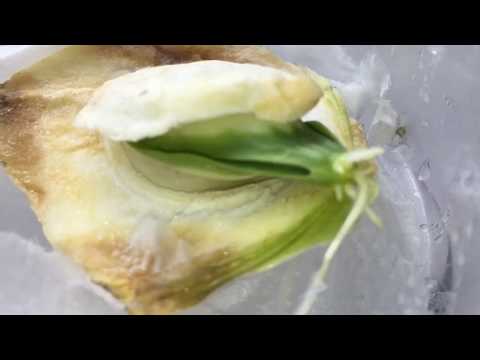 How to sprout a Chayote Squash Seeds