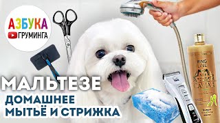 Мальтезе - домашнее мытье и стрижка