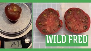WILD FRED Dwarf Tomato Review and Taste Test