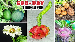 Plant Growing Time Lapse Compilation (690 Days in 9 Minutes)