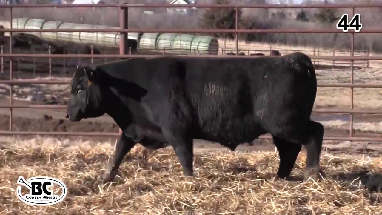 angus tasty Bill Conley Angus Lot 44