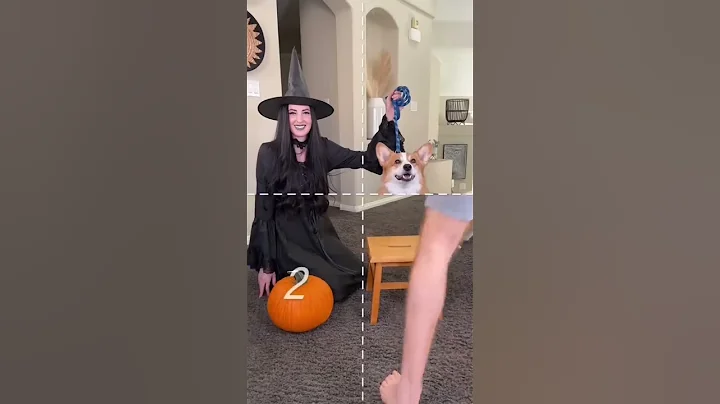 How to make your dog a Halloween prop! - DayDayNews