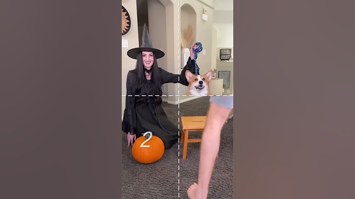 How to make your dog a Halloween prop!
