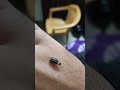 The Insect with zero hater...Firefly  #fireflies #graveofthefireflies #insects #shorts