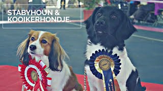 DOG SHOW : Tarbes 2018 // Stabyhoun & Kooikerhondje by AndyWho11th 1,478 views 5 years ago 2 minutes, 55 seconds