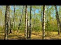 Relaxing Sounds Of Nature. Singing of Birds in Birch Forest.