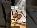 駅前で見つけた大人焼き鳥【佐賀】