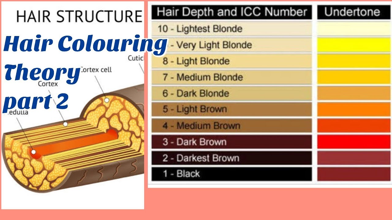 Hair Colouring Theory part ; 2 || Hair structure+ hair colour levels with  undertones by #BeGlam - YouTube