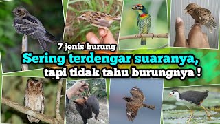 Often heard the sound, but don't know the bird ‼️ 7 Types of Birds with Unique Sounds