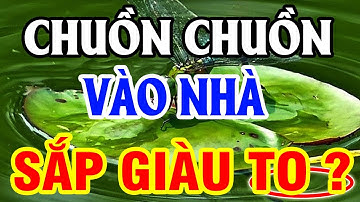 Đột Nhiên CHUỒN CHUỒN BAY VÀO NHÀ Là Điềm Báo TỐT Hay Xấu? GIÀU CÓ Hay Nghèo Đi, Xem Ngay Để Biết...