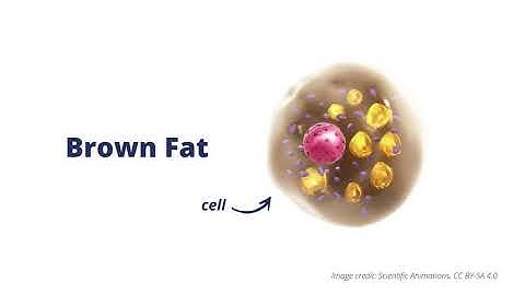 What is Brown Fat?