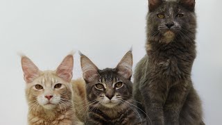 MAINECOON CATS PLAYING // HAYATO, RINKA AND ZEN // CUTE CATS😻 by MuliaCoon Cattery 257 views 1 year ago 3 minutes, 8 seconds