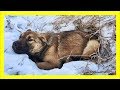 車にはねられ骨盤を骨折した生後7か月の子犬 側溝にはまり12時間雪の中で耐え抜いた!