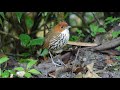 Four Antpittas Species at Rio Blanco Reserve, Colombia