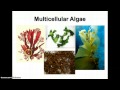 Understanding Protista: Plant-like and Fungus-like Protists