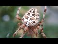 Паук крестовик (araneus diadematus) #spider