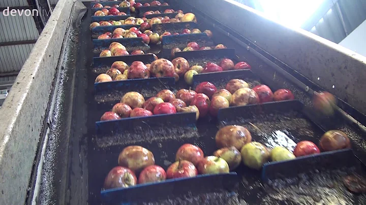 Sandford Orchards Making Cider in Devon