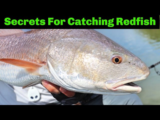 3 Things You Need To Know To Catch Redfish On Cut Bait 