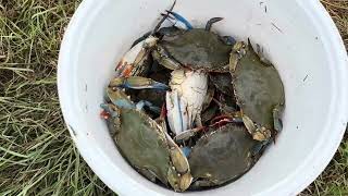 Crab fishing at Freeport- câu ghẹ ở Freeport, Texas.