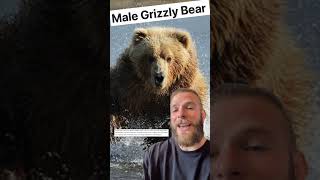 Lasha Vs An Adult Male Grizzly Bear - More context weightlifting #weightlifting
