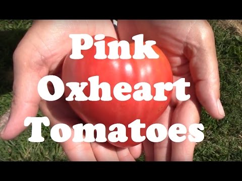 فيديو: Tomato Pink Bush F1: استعراض ، صور الأدغال ، الوصف ، العائد ، مزايا وعيوب الصنف