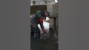 BEAVER ATTACK!!! #trapping  #animalshorts