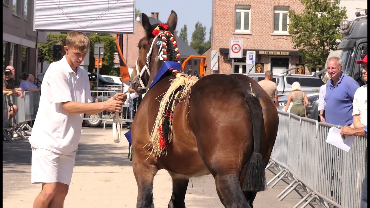 100 Belgian Draft Horses In Schriek