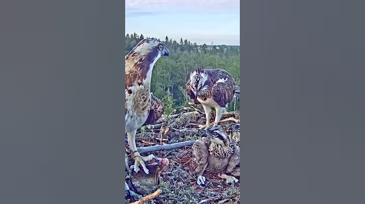 [P395] Review birds nest life, mom birds brings food to feed her babies in their nest #birdslover