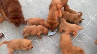 Đang ăn thì bị la (đàn cún golden cực đẹp lh 0822299989)