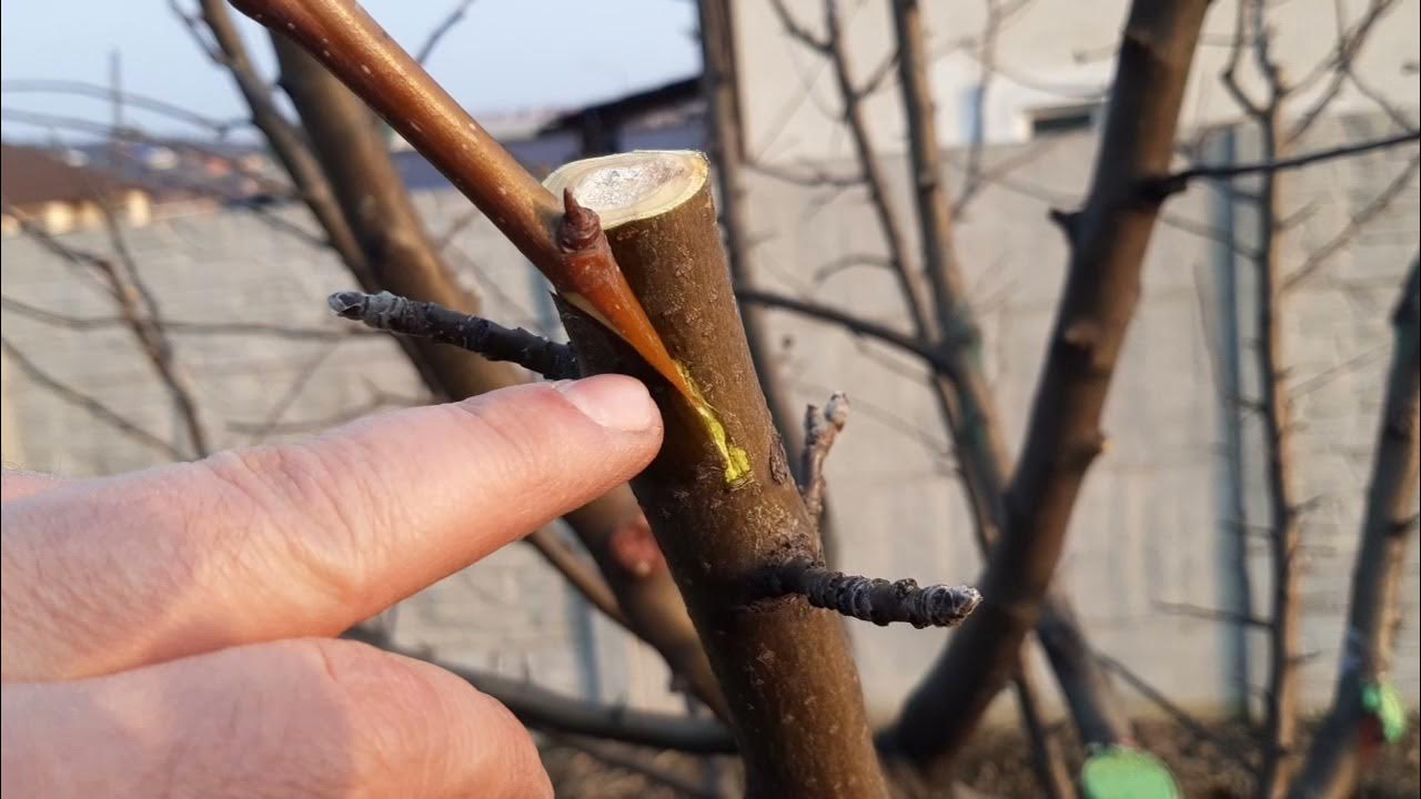 Прививка яблони на дичку. Прививка клена. Кербовка груши. Омолаживание старой яблони весной прививкой. Хурму привить к яблоне.