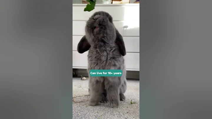 Pros and cons of Being a Rabbit Parent