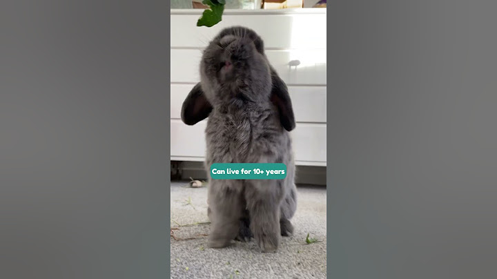 Pros and cons of Being a Rabbit Parent