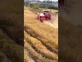 Weichai Lovol 3085 Gold Edition: The King of Muddy Field Harvest!