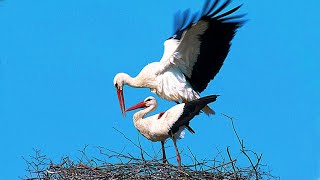 The stork is a noble bird, loved by the people, sung in songs and poems | Stork sound by WorldFlora 803 views 11 months ago 6 minutes, 7 seconds