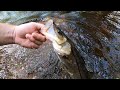 X Rap Gets Smoked Freshwater Snook X Rap Gets Smoked Freshwater Snook