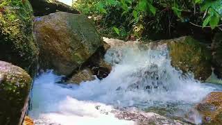 The Sound of a Rushing River to Relieve Stress and Sleep - Relaxing Forest Sounds, Nature Sounds