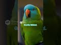 “Steady Hands” 😂 Gravity Almost Won | Talking Parrot #Shorts #parrotcomedy #funny #4kvideo #comedy
