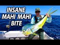 Crazy Mahi Mahi Bite (How we Located the Fish and the Baits we Used)