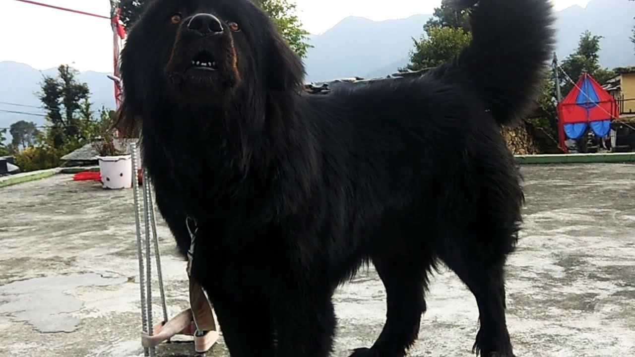 bhutia dog