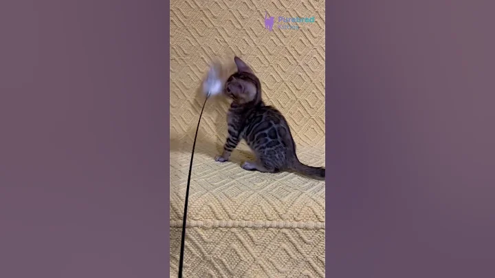 Video 10895771: spotted tabby bengal kitten, tabby bengal male kitten, brown spotted tabby bengal, bengal kitten meets, tabby kitten playing, eyed bengal