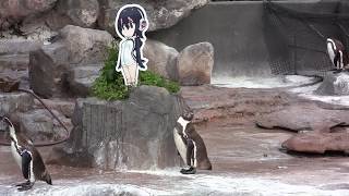 【けものフレンズ】グレープ君、今日も求愛する グレープ君 検索動画3 【けものフレンズ】グレープ君、今日も求愛する グレープ君 検索動画 3