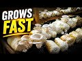 The fastest cash crop you can grow. White Oyster mushrooms 