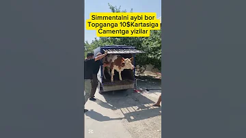 15 Avgust 2025 