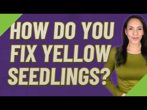 Video: Zaadlingbladeren werden geel: vergelende zaailingen herstellen