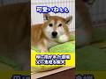 母に抱かれた途端、父に鬼唸る柴犬 #shibadog #柴犬 #sibainu  #犬のいる生活 #shorts