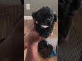 Shihpoo Puppies at 8 weeks!