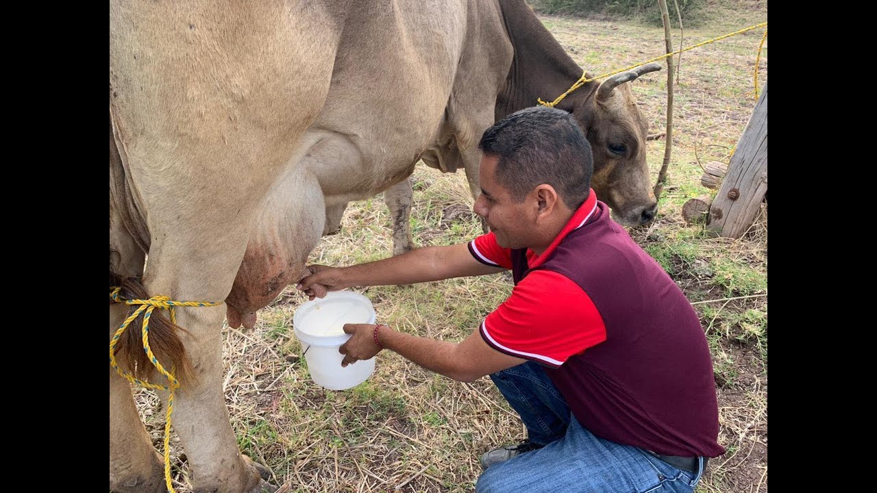 😱en el rancho ordeñando la vaca🐄 - YouTube